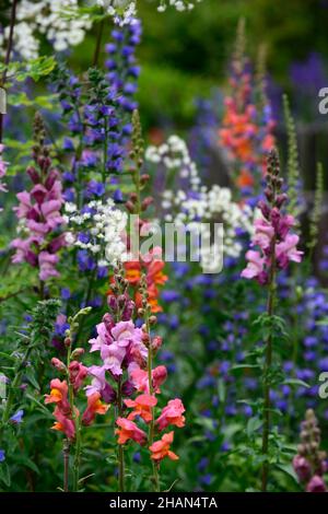 Antirrhinum majus Overture orange, Antirrhinum majus pink, snapdragon, Snapdragons, pinkorange, Blumen, Blüten, Blüten, einjährige Blüten, Bettpflanzen, RM Floral Stockfoto