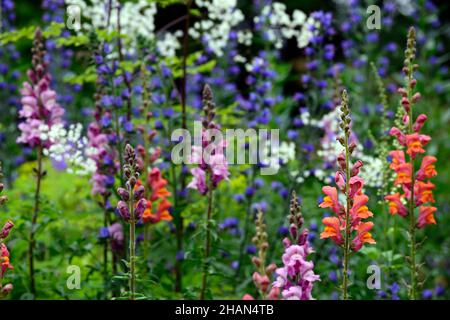 Antirrhinum majus Overture orange, Antirrhinum majus pink, snapdragon, Snapdragons, pinkorange, Blumen, Blüten, Blüten, einjährige Blüten, Bettpflanzen, RM Floral Stockfoto