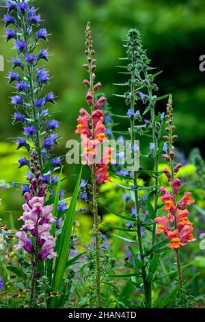 Antirrhinum majus Overture orange, Antirrhinum majus pink, snapdragon, Snapdragons, pinkorange, Blumen, Blüten, Blüten, einjährige Blüten, Bettpflanzen, Echium, vip Stockfoto