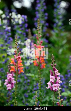 Antirrhinum majus Overture orange, Antirrhinum majus pink, snapdragon, Snapdragons, pinkorange, Blumen, Blüten, Blüten, einjährige Blüten, Bettpflanzen, RM Floral Stockfoto