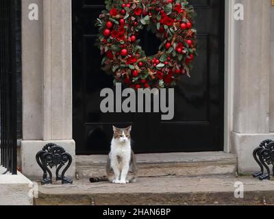 London, Großbritannien. 14th Dez 2021. Larry, die Katze, sitzt vor der Downing Street Nr. 10. Quelle: Uwe Deffner/Alamy Live News Stockfoto