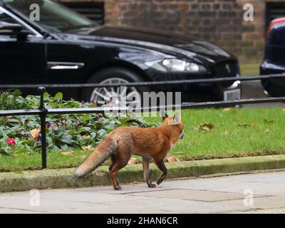 London, Großbritannien. 14th Dez 2021. Ein Stadtfuchs durchstreift die Downing Street. Quelle: Uwe Deffner/Alamy Live News Stockfoto