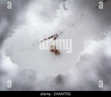 Erlenzweig bedeckt mit flauschigem Schnee mit getrockneten Samen im Winterwald Stockfoto