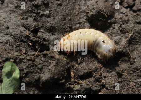 Larve des Maikäfers. Gewöhnlicher Hahnenkäfer oder Maikäfer. Melolontha. Stockfoto