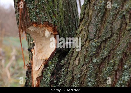 Baum von Bibern genagt. Beschädigter Baum mit Tieren Zahnspuren in der Nähe des Flusses Stockfoto