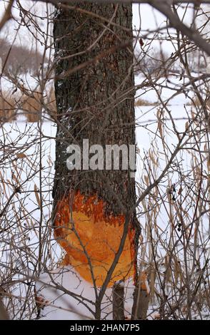 Baum von Bibern genagt. Beschädigter Baum mit Tieren Zahnspuren in der Nähe des Flusses Stockfoto