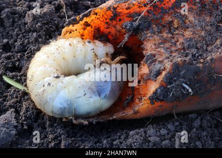 Larve des Maikäfers. Gewöhnlicher Hahnenkäfer oder Maikäfer. Melolontha. Stockfoto