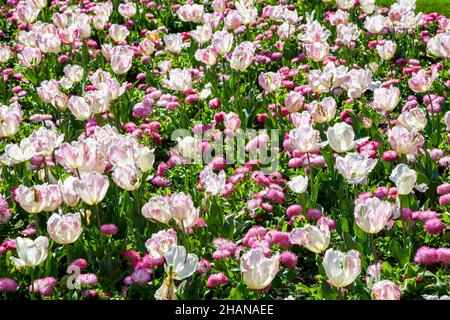 Frühling Blumenbeet Hintergrund von rosa weißen Tulpen und roten bellis perennis Gänseblümchen Pflanzen in einem öffentlichen Park, die eine Blume im Frühjahr während der produzieren Stockfoto