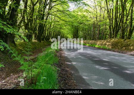 Eine Devon Country Lane, mit einem schattigen Baumtunnel, der von überwölbten Buchenbäumen (Fagus sylvatica) geschaffen wurde. Stockfoto