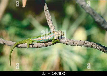 Kapzwerg-Chamäleon (Bradypodion pumilum), eine in der Kapregion Südafrikas endemische Art Stockfoto