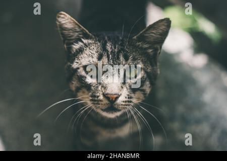 Graue Katze mit grünen Augen, die vor unscharfem Hintergrund auf die Kamera blicken Stockfoto