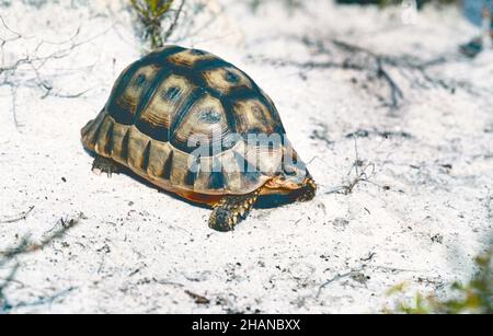 Angulate Schildkröte (Chersina angulata) in natürlichen Lebensraum, Cape of Good Hope Stockfoto