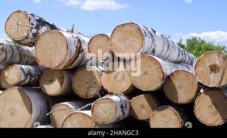 Haufen Birkenbrennholz. Archivmaterial. Gefällte BirkenBeschneiden Sie Birken auf einem Haufen im Wald. Arbeiten im Wald. Fällende Bäume. Stockfoto