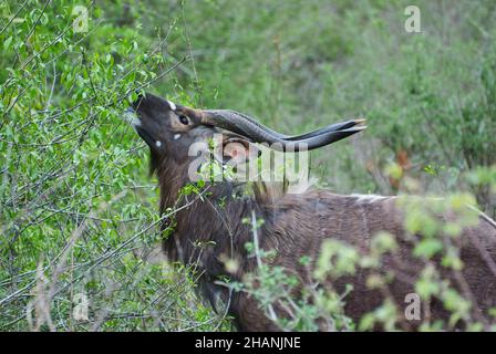 Der starke und stolze Nyala-Bulle, Tragelaphus angasii, ist eine spiralförmige gehörnte Antilope aus dem südlichen Afrika, die in der Landschaft des afrikanischen Buschs herumläuft Stockfoto