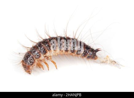 Dermestidae Käferlarve isoliert auf weißem Hintergrund, Makrofoto Stockfoto