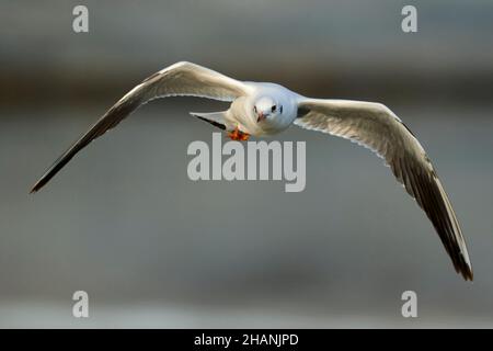 Schwarzkopfmöwe im schnellen Flug, Nahaufnahme. Wintersonnenaufgang. Fliegen mit ausgebreiteten Flügeln über einem gefrorenen See. Vorderansicht Kopierbereich. Gattung Larus ridibundus. Stockfoto