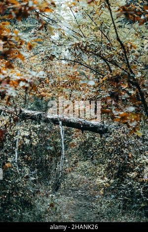 Vertikale Aufnahme von Herbstbäumen im Wald Stockfoto