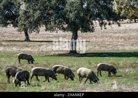 Iberische Schweine, Pata Negra grasen in der Extremadura-Landschaft in der Nähe von Trujillo in Spanien Stockfoto