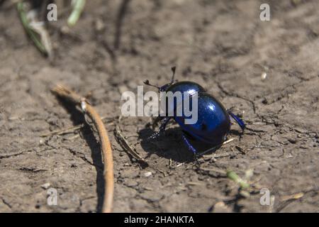 Kleiner blauer Käfer, Trypocopris vernalis (Springtime Dung Beetle), Suva Planina in Serbien Stockfoto