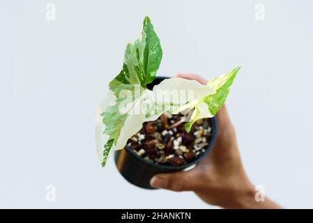 Syngonium podophyllum ist im Topf bunt Stockfoto