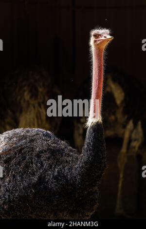 Rothalsiger Strauß, Struthio camelus in Jerez de la Frontera, Andalusien in Spanien Stockfoto