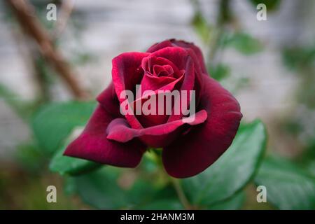 Nahaufnahme einer roten Rose Stockfoto