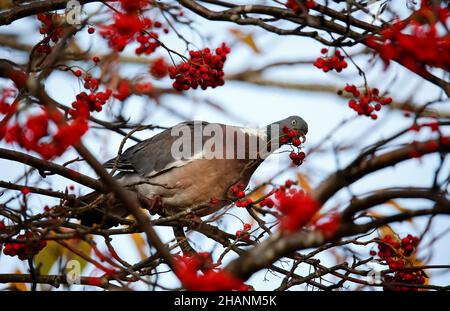 Taubenfütterung an Winterbeeren Stockfoto