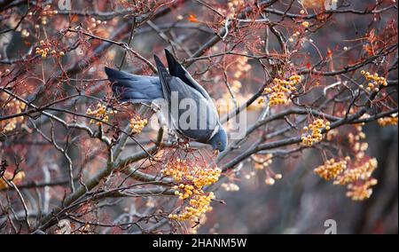 Taubenfütterung an Winterbeeren Stockfoto