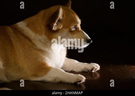 Ein entzückender brauner Corgi-Hund schläft auf dunklem Holzboden und wartet auf den Besitzer des Hauses. Corgis legen sich hin und entspannen sich morgens im Sonnenlicht. Konzept der Tierfreundschaft Stockfoto