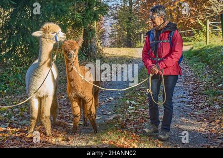 Frau in roter Jacke geht zwei Alpakas, Beige und Braun, auf Einem Waldweg. Bauma Zürich Oberland Schweiz Stockfoto