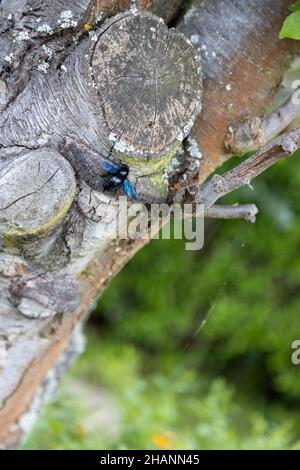 Eine wunderschöne blaue Holzbiene arbeitet am Stamm eines alten Baumes. Stockfoto