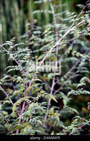 Rubus Thibetanus Silberfarn, Geisterbramble, Brambles, Rubus veitchii, silberne Blätter, silbernes Laub, Dorn, Dornen, stachelig, Strauch, Sträucher, attarctve ste Stockfoto