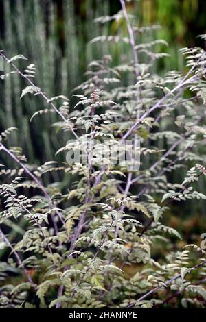 Rubus Thibetanus Silberfarn, Geisterbramble, Brambles, Rubus veitchii, silberne Blätter, silbernes Laub, Dorn, Dornen, stachelig, Strauch, Sträucher, attarctve ste Stockfoto