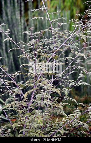 Rubus Thibetanus Silberfarn, Geisterbramble, Brambles, Rubus veitchii, silberne Blätter, silbernes Laub, Dorn, Dornen, stachelig, Strauch, Sträucher, attarctve ste Stockfoto