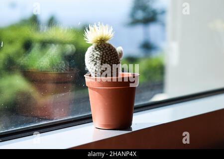 Kleiner Kaktus in einem Topf auf einem Fenster Stockfoto