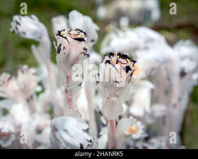 Nahaufnahme der Blumen der Geisterpfeife im Wald. Fokus in der Mitte, weicher Hintergrund. Ungewöhnliche wachsartige weiße, nicht photosynthetische Waldblume, bekannt als indische Pfeife, Stockfoto