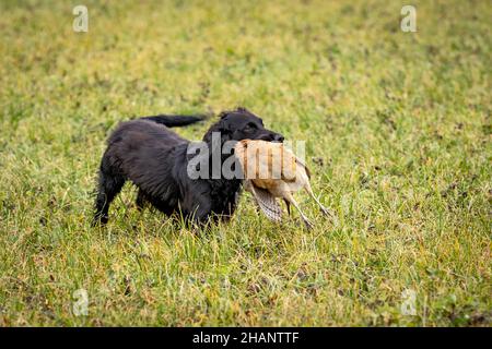 Black Cocker Spaniel ruft beim Game Shoot einen abgeschossenen Phasiant zurück. Stockfoto