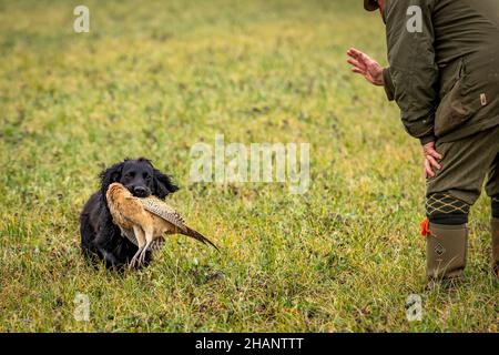 Black Cocker Spaniel ruft dem Besitzer einen abgeschossenen Phasiant zurück. Stockfoto