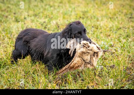 Black Cocker Spaniel ruft beim Game Shoot einen abgeschossenen Phasiant zurück. Stockfoto