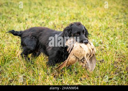 Schwarzer Cocker Spaniel, der einen abgeschossenen Phasiant zurückruft. Stockfoto