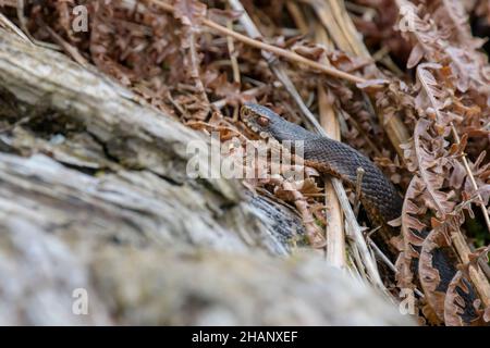 Dunkle Kreuzotter, Vipera berus, Gemeine europäische Adder in schwarzer Form Stockfoto