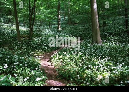 Allium ursinum oder Bärlauch bedeckt den Waldboden, Deutschland, Europa Stockfoto