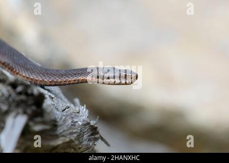 Dunkle Kreuzotter, Vipera berus, Gemeine europäische Adder in schwarzer Form Stockfoto