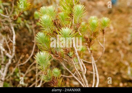 Juveniles Laub mit Nadeln eines Zirbenstückes im Herbst. Pinus pinea, in einem Wald in Zamora, Spanien. Stockfoto