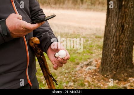 Wildpilz in der Hand einer Person, die die Pilzarten im Herbst mit einer Telefon-App in einem Zamora-Wald identifiziert. Agaricus campestris. Stockfoto