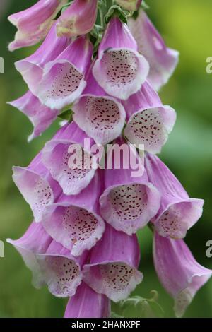 Nahaufnahme eines hübschen violetten Fuchshandschuhs Stockfoto