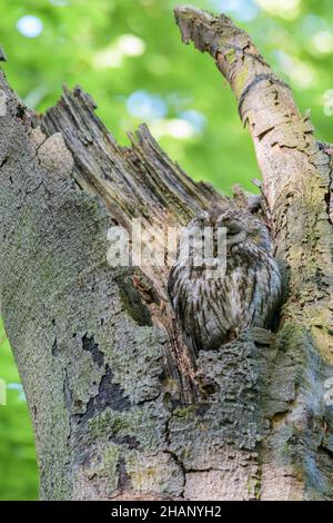 Waldkauz, Strix aluco, Waldkauz im Baumloch Stockfoto