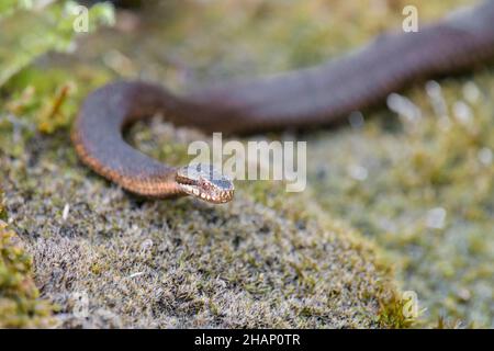 Dunkle Kreuzotter, Vipera berus, Gemeine europäische Adder in schwarzer Form Stockfoto