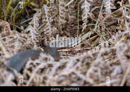 Dunkle Kreuzotter, Vipera berus, Gemeine europäische Adder in schwarzer Form Stockfoto