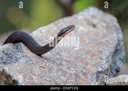 Dunkle Kreuzotter, Vipera berus, Gemeine europäische Adder in schwarzer Form Stockfoto